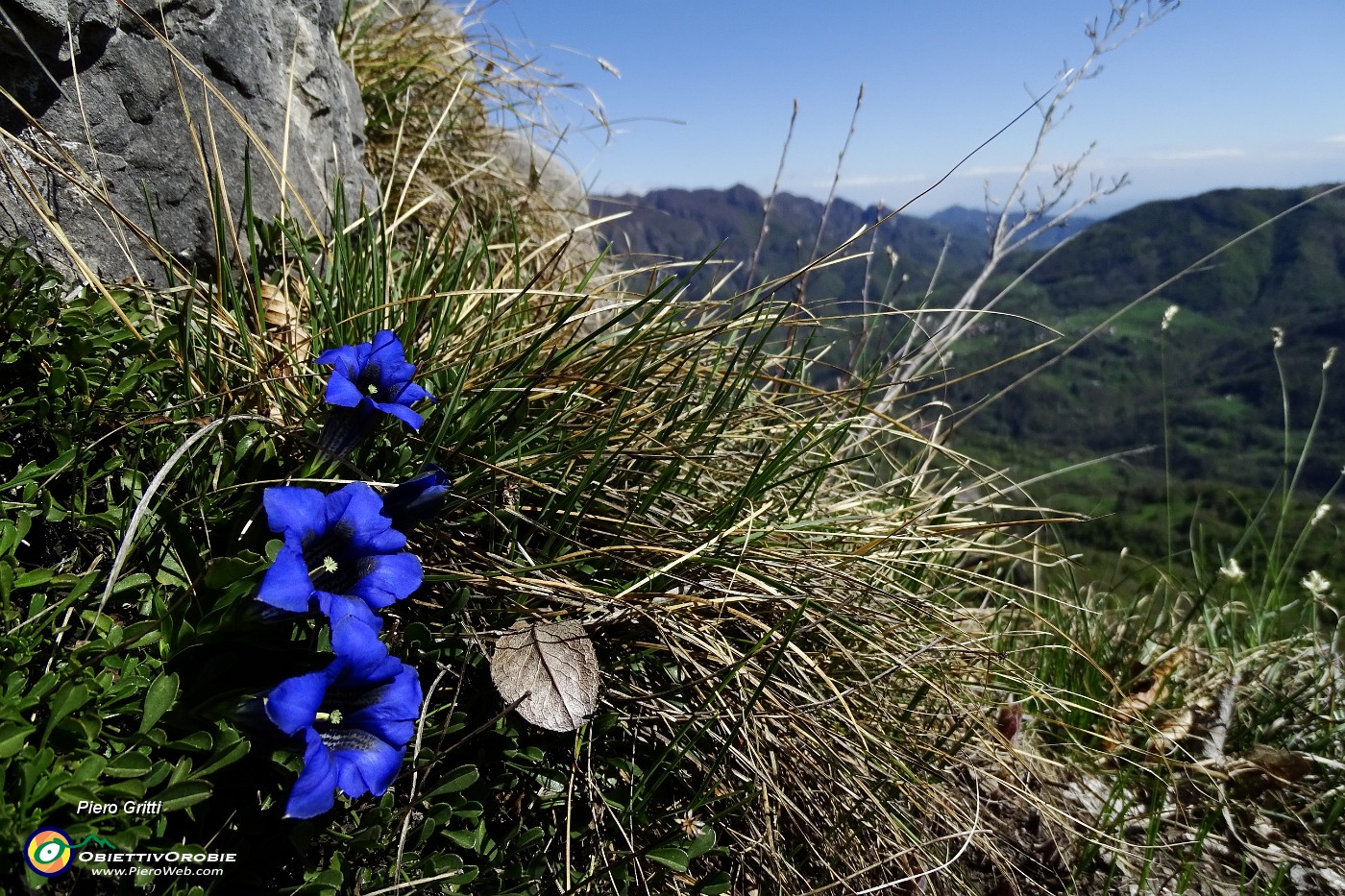 31 Genziana di Clusius (Gentiana Clusii).JPG